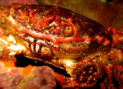 Crab
Tauranga, New Zealand by Jayne Dennis 